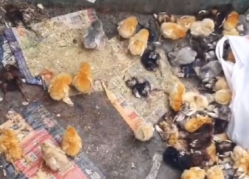 В Невинномысске неизвестные выбросили десятки цыплят на свалку