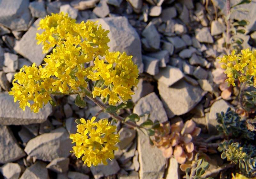 Бурачок туполистный: исчезающее растение Ставрополья с золотистыми цветками