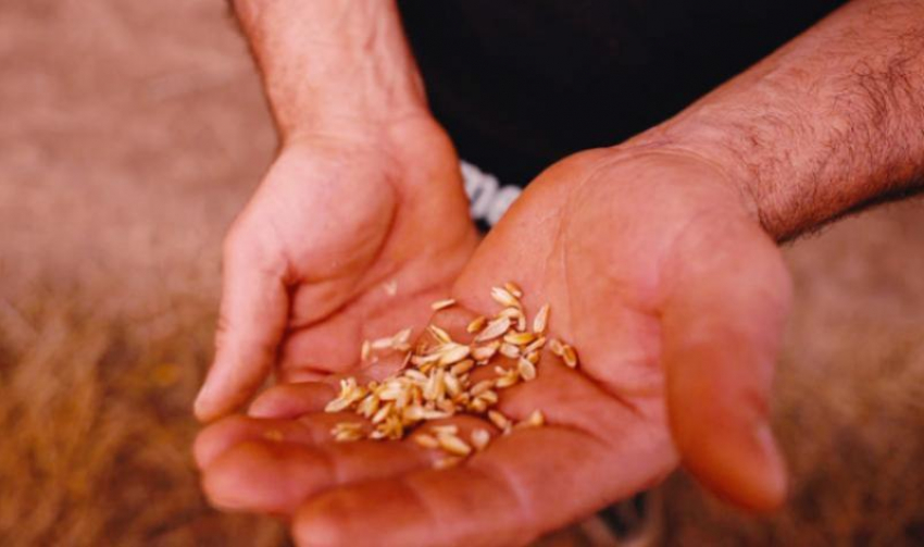 Начальник службы безопасности расплатился свободой за требование доли агропредприятия на Ставрополье