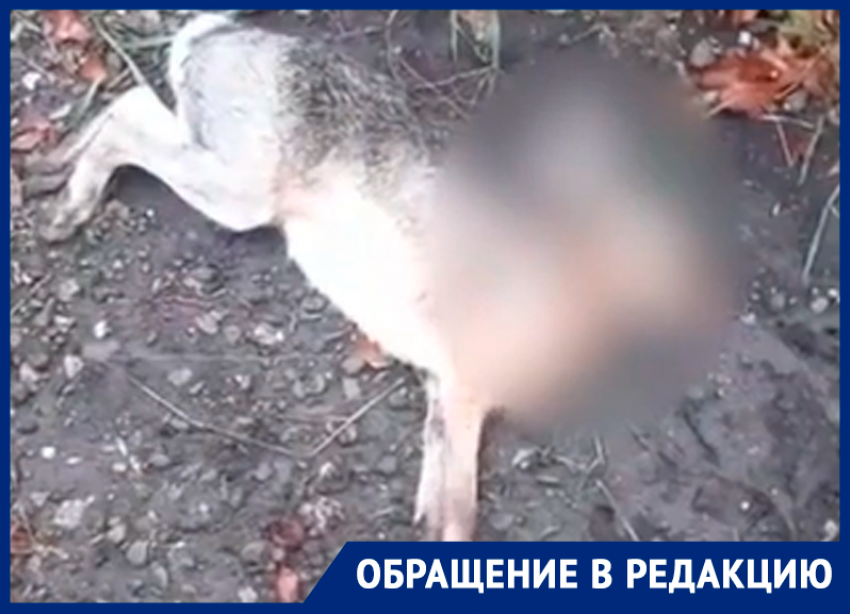 Массовая гибель диких животных встревожила жителей Ставрополья