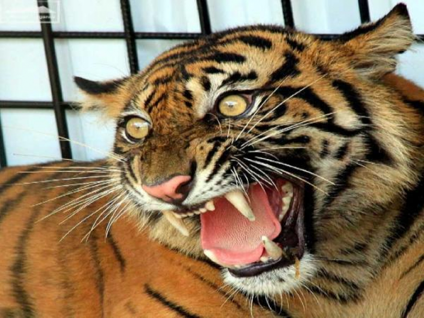 Пьяный циркач из Ставрополя зашел в клетку к огромному дикому тигру