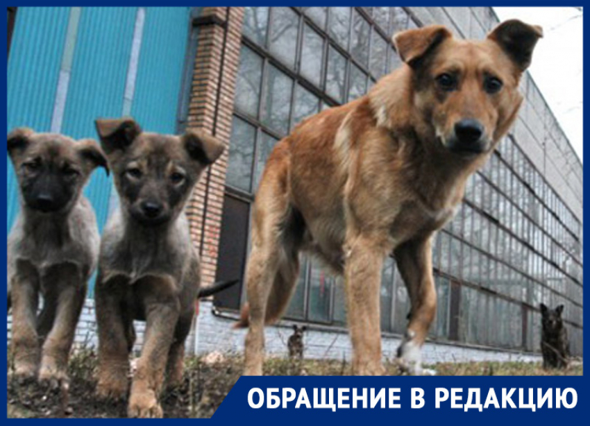 «Не люди — нелюди!» — неизвестные расстреляли стаю собак на Ставрополье