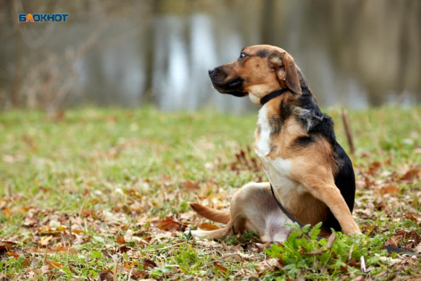 Около тысячи безнадзорных собак были отловлены в Ставрополе в 2025 году