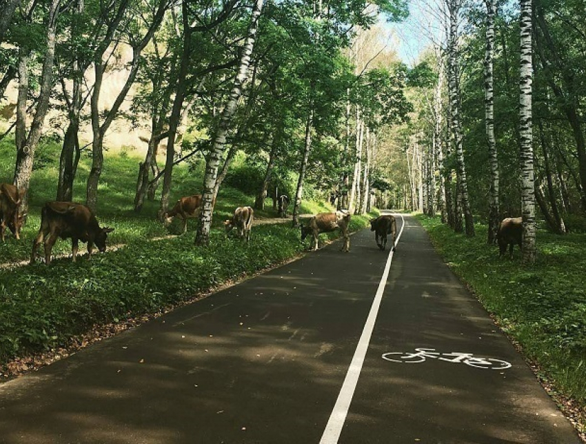 Стадо коров на велодорожках в парке шокировало жителей Кисловодска