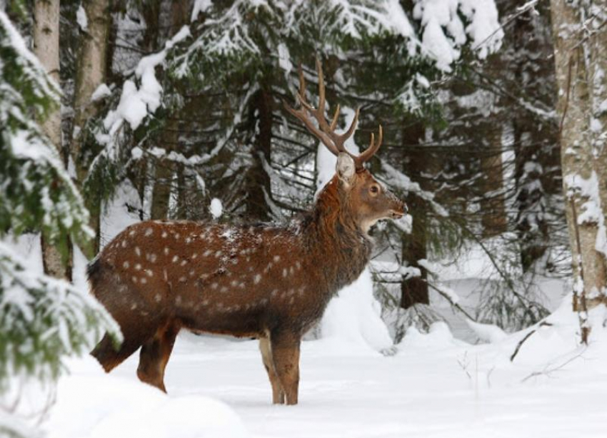 На Ставрополье браконьеры убили двух пятнистых оленей