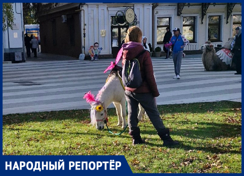 Жительница Ставрополя возмущена выпасом пони на газоне в центре города