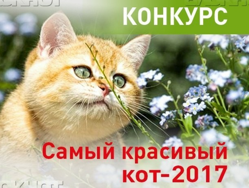 Объявляем победителей конкурса «Самый красивый кот-2017"