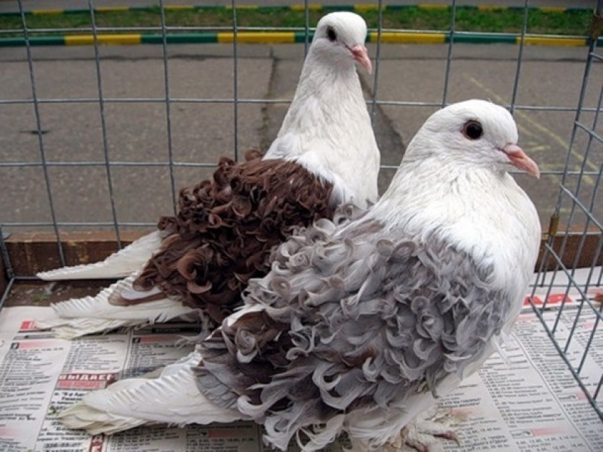 За кражу породистых голубей ставропольчанину «светит» срок 