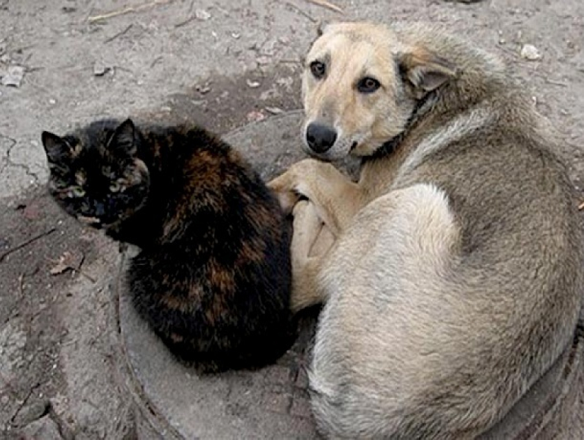«И так сойдет»: отлов собак в Ставрополе происходит только после жалоб жителей 