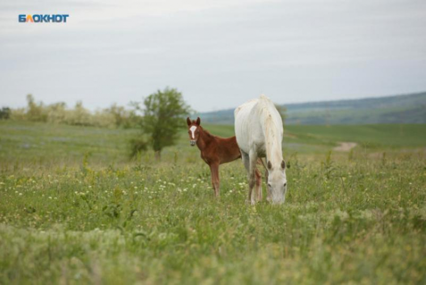 Министр сельского хозяйства Ставрополья сообщил о здоровом состоянии лошадей на скандальной конеферме