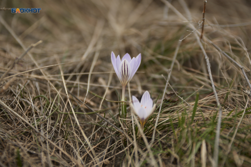 Весна идет, весне дорогу: 12 февраля на Ставрополье потеплеет до +12 градусов