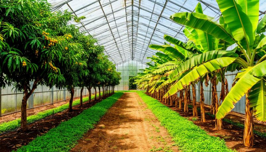 Бананы и манго: что известно о выращивании экзотики в Невинномысске