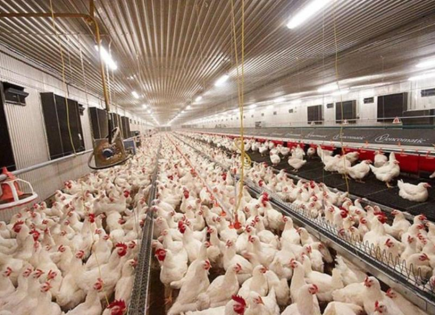 Птицефабрику «Ставропольский бройлер» оштрафовали за антибиотики в мясе 
