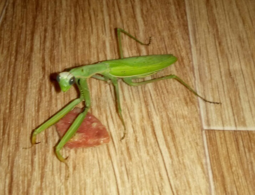 Пропавшего богомола «Жорика» разыскивает безутешный хозяин по всему Буденновску