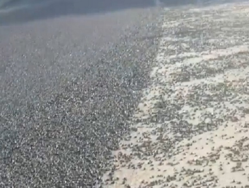 Распил бюджетных средств или первый слой? - жители Новомарьевской спорят о новом разлетающемся асфальте