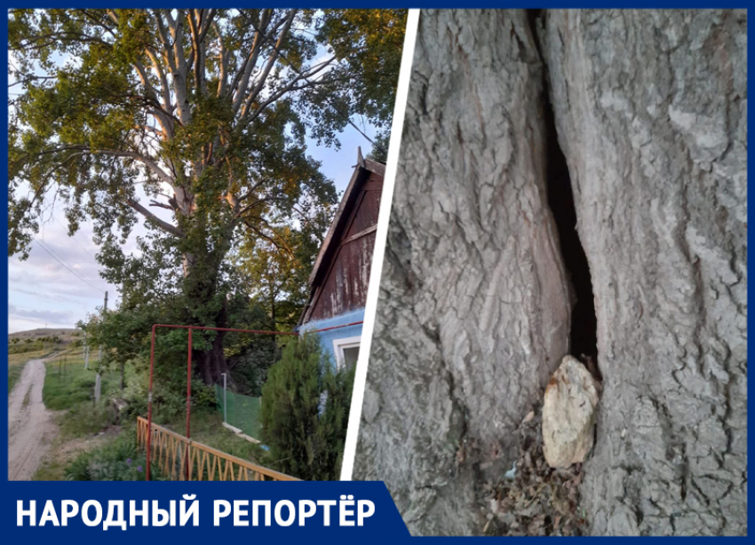 «Будем ждать, когда оно упадет и прорвет газовую трубу»: жительница Шпаковского округа пожаловалась на гнилое дерево