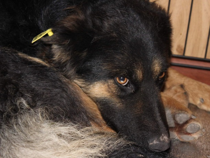 Московские волонтеры приедут спасать бродячих собак в Ессентуки 