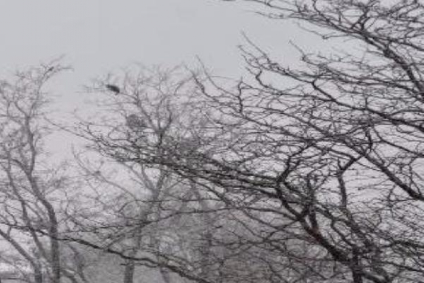 Замерзшего и застрявшего на дереве котенка спас неравнодушный ставропольчанин