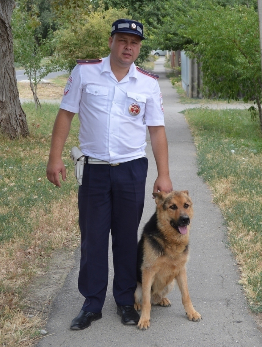 Пес, ставший жертвой автомобильной аварии, помогает полиции