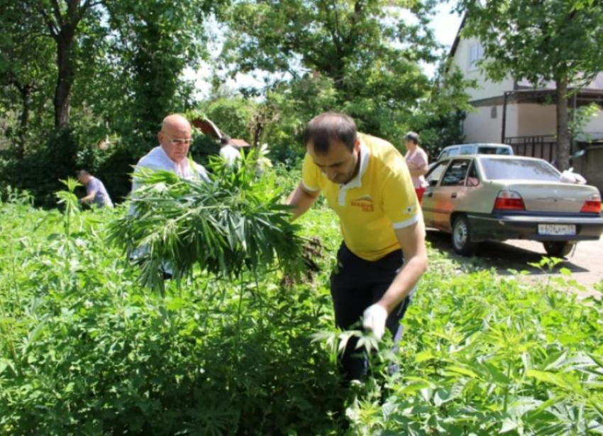 В Кисловодске борются с зарослями конопли