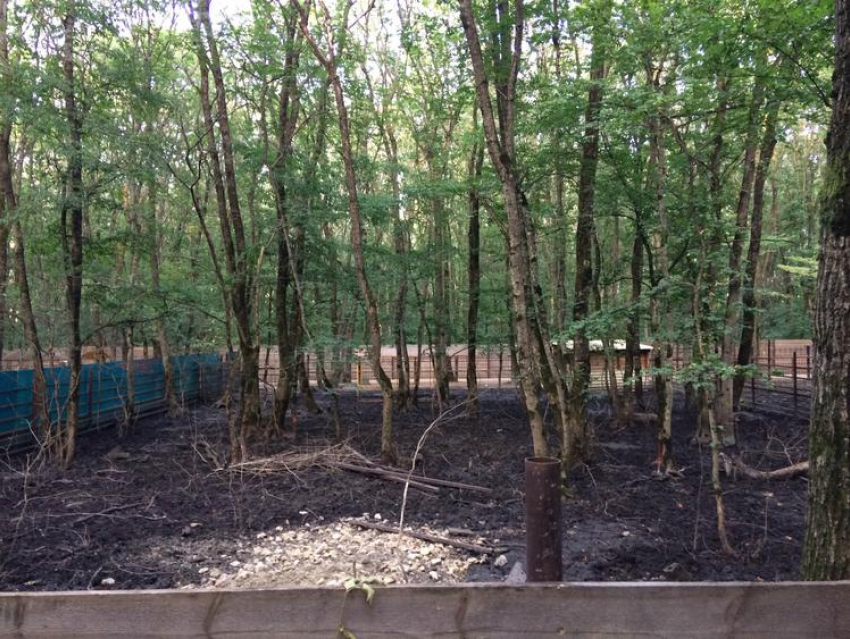 Администрация «не заметила": лес «Кругленький» незаконно вырубили для расширения зоопарка Ставрополя