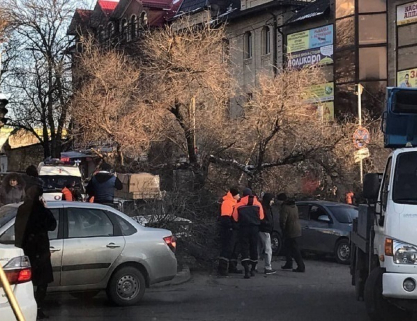 На автомобили в Пятигорске упало огромное дерево 