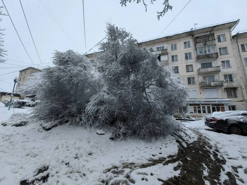 Сильный снегопад повалил деревья и оставил дома без тепла в Кисловодске
