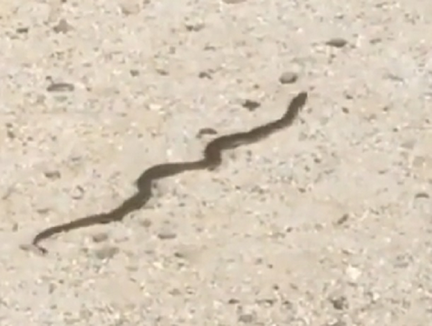 Большая змея на детской площадке напугала жителей Ставрополя