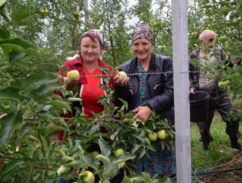 Дополнительные деньги на развитие суперинтенсивных садов выделит ставропольское правительство 