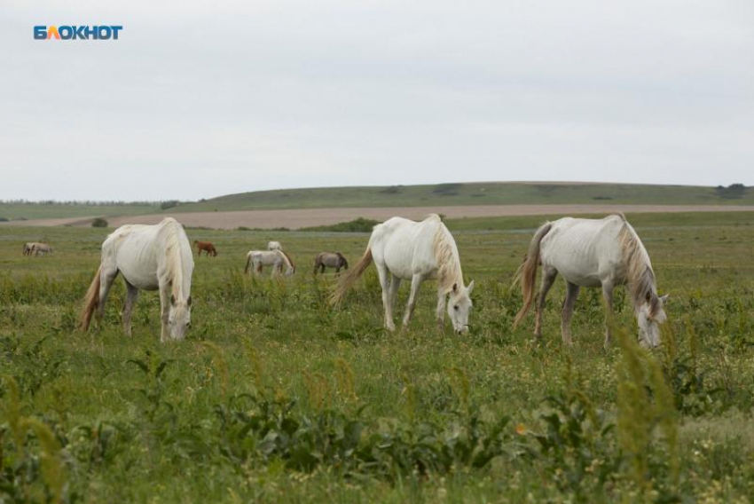 Сельхозпредприятие закрыли на Ставрополье из-за халатной работы с опасными ядами
