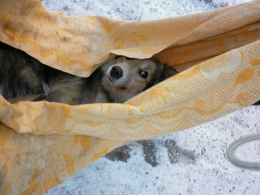 Выстрелом из окна в Кисловодске убили Бумера