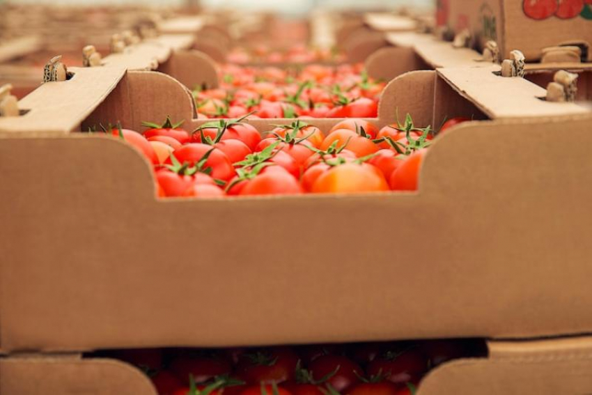 «От наших помидоров скоро стошнит»: жители Ставрополья раскритиковали краевые томаты