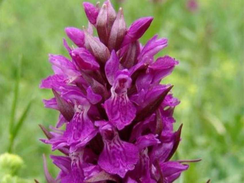 Сокровище гор: пальчатокоренник солончаковый редеет на Ставрополье