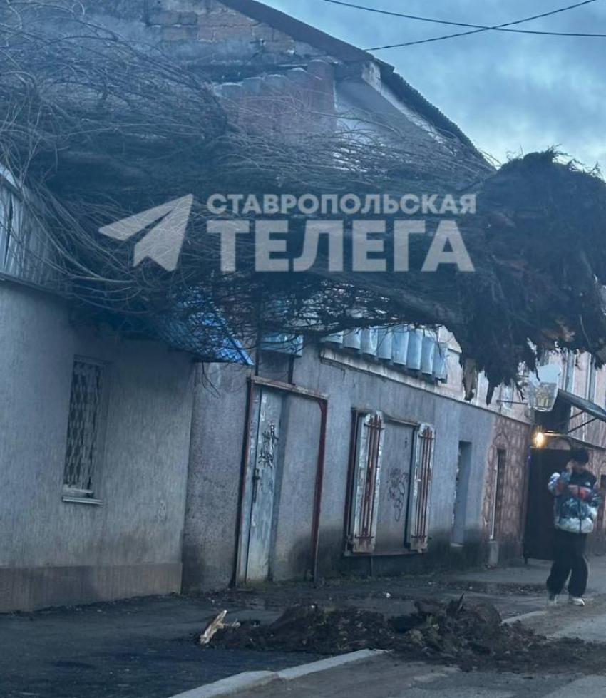 Штормовой ветер в Ставрополе вырвал деревья и повредил автомобили
