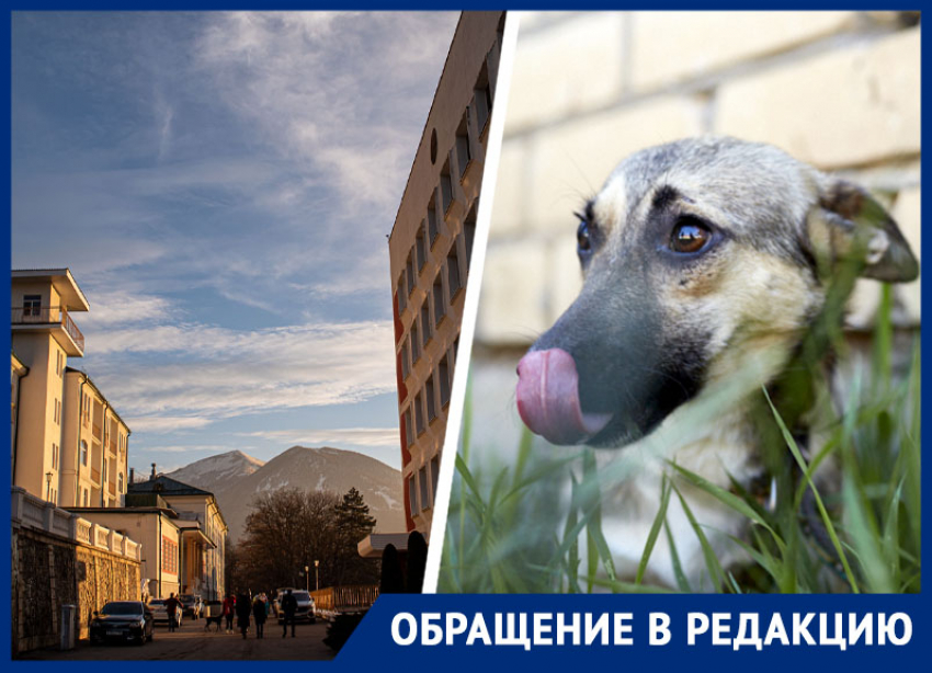 «Мы чудом спаслись»: стая собак напала на мать с 9-месячным ребенком в Железноводске