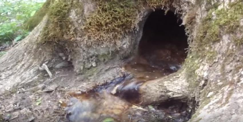 Дерево Ставрополя стало достопримечательностью National Geographic