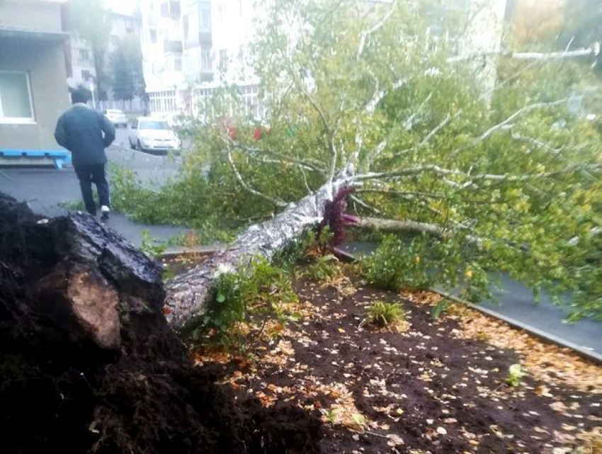 Сильный ветер повалил большое дерево во дворе многоэтажки в Ставрополе