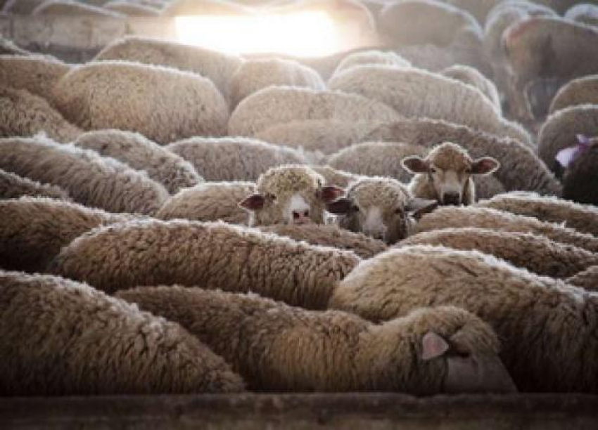 Житель Ставрополья совершил пять преступлений за неделю