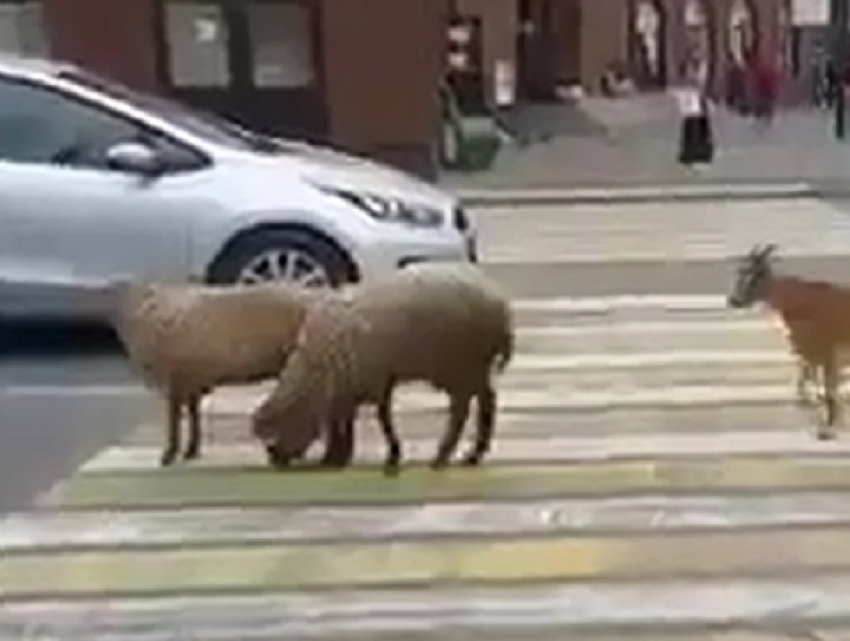 Гуляющие по центру Пятигорска овцы и козы смутили местных жителей