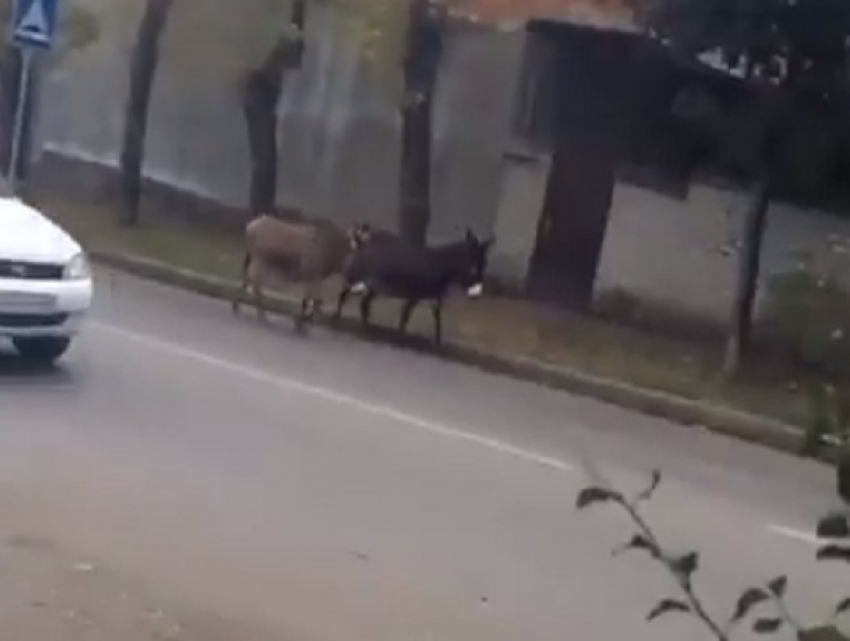 Два ослика гуляли по дорогам и попали на видео в Кисловодске 