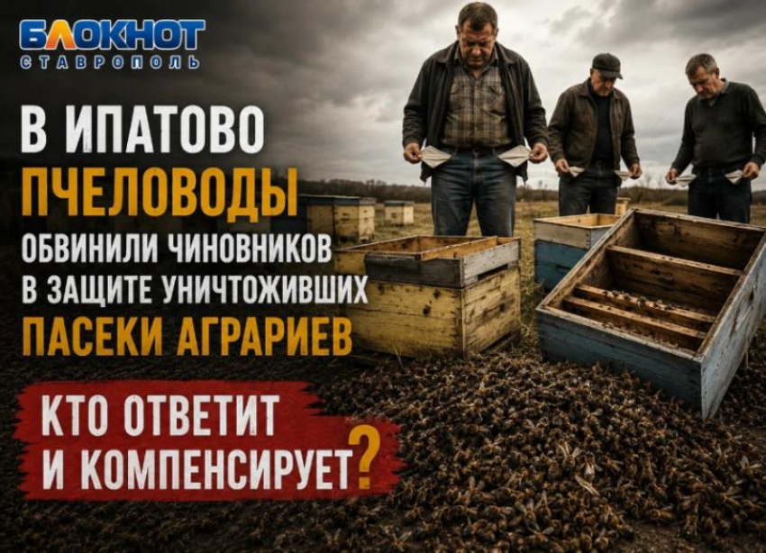 Пчелы дохнут, чиновники молчат: ставропольские пасечники выступили с заявлением после массовой гибели насекомых