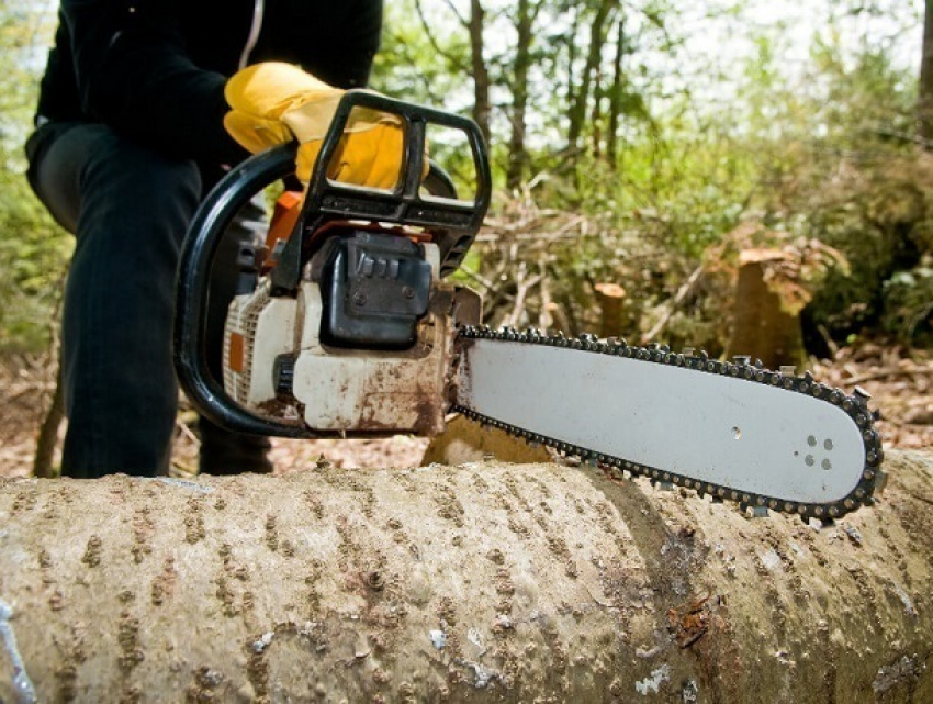 Вырубивших деревья на «Мамайской даче» в Ставрополе браконьеров ждет уголовное преследование 