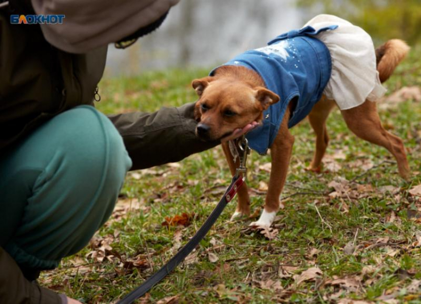 Более 5 тысяч бездомных собак хотят отловить власти Ставрополья в 2026 году 