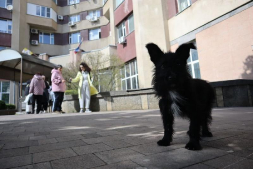 Появился список болезней, разрешающий проведение эвтаназии бездомным животным на Ставрополье