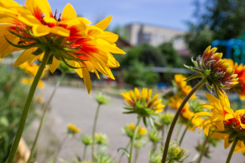 До +31 и солнечно: рассказываем о погоде в Ставрополе на 19 августа
