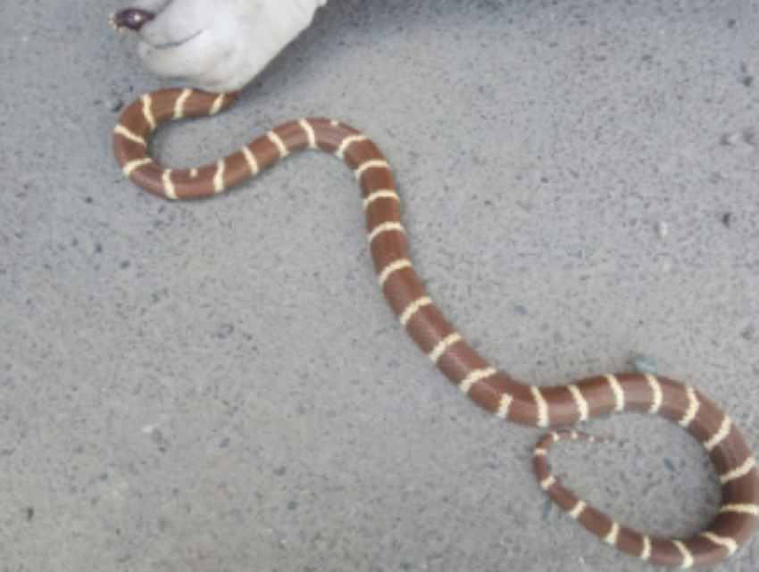 Сбежавшая экзотическая змея напугала жителя Ставрополя