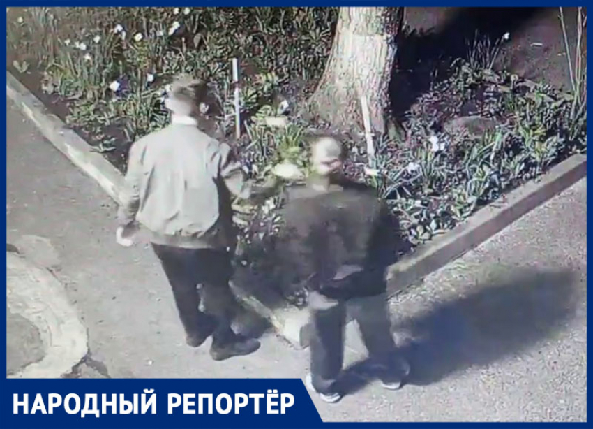 Разорители клумб снова кошмарят Ставрополь