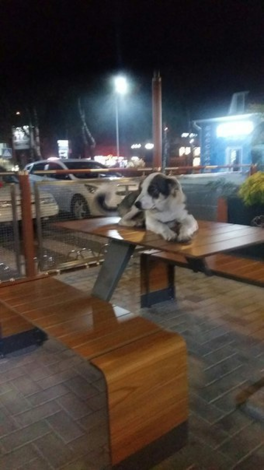 Фото пса, ночевавшего на столе ставропольского «Макдоналдса", взорвало интернет