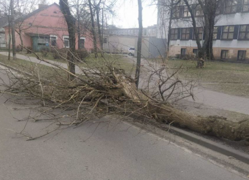 Штормовое предупреждение из-за очень сильного ветра объявили на Ставрополье 