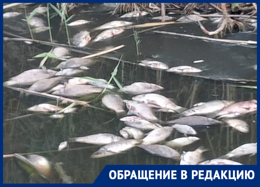 После массовой гибели рыбы из-за сброса сена русло реки очистили на Ставрополье